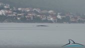 U SENI BLIZU LAMANŠA: Primećen kit od 10 metara