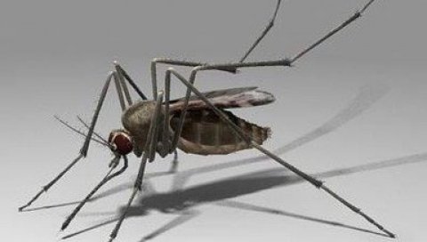 ДА ЛИ ЈЕ СРБИЈА УГРОЖЕНА? У Африци забринути због нове врсте комарца који преноси маларију