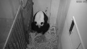 RADOST U ZOO-VRTU U VAŠINGTONU: DŽinovska panda rodila mladunče u 22. godini