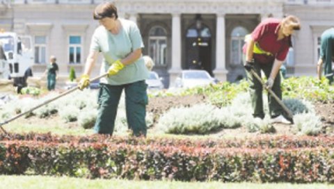12 МИЛИОНА ЗА ПОПРАВКУ КЛУПА: Украдено 1.500 садница из градских цветњака