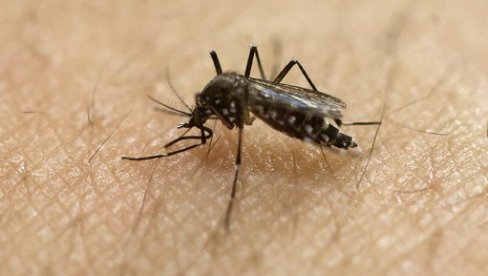 ПРЕТИ НАМ ВИРУС ЗАПАДНОГ НИЛА: Комарци вребају са свих страна, а ово су препоруке Батута