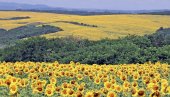 ROD NUDE IZVOZNICIMA: Poljoprivrednici nezadovoljni ponudom da kilogram suncokreta košta 29,5 dinara