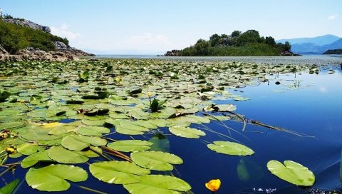 ЦЕНЕ НИЖЕ, АЛИ ТУРИСТА МАЊЕ: Сезона у Националном парку Скадарско језеро