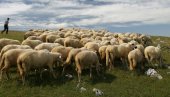 15 MILIONA DINARA ZA INVESTICIJE U STOČARSTVU: Pokrajina Vojvodina nudi pomoć poljoprivrednicima