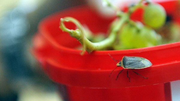 СМРДИБУБАМА ВРЕМЕ ГОДИ: Влажно лето допринело размножавању инсеката, који важе за веснике јесени