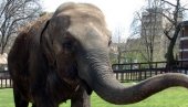 SLON UBIO SLONA: Incident u zoološkom vrtu u Engleskoj