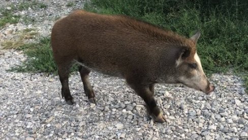 POVREĐEN U LOVU: Ranjena divlja svinja povredila Baranina