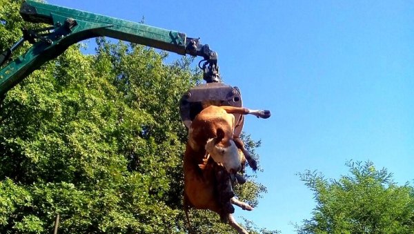 СТОЧАР ЗАТЕКАО ЈЕЗИВ ПРИЗОР У ШТАЛИ: Угинула једна крава,  још две у тешком стању, сумња се да су отроване