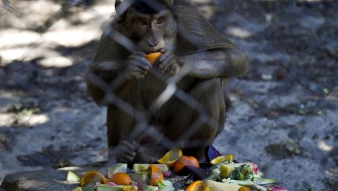 BACALI SU IH SA DRVEĆA I OBJEKATA: Majmuni u Indiji iz osvete ubili 250 pasa (FOTO)