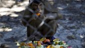 NESVAKIDAŠNJA NESREĆA U PENSILVANIJI: Kamion prevozio 100 majmuna, posle udesa većina pobegla iz kamiona