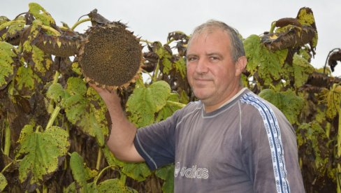 СВЕ ВИША ПОЉА ПОД СУНЦОКРЕТОМ: Ратаре брине откупна цена која је мања од прошлогодишње