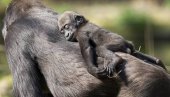 КОРОНА СЕ ШИРИ МЕЂУ ЖИВОТИЊАМА: У Сан Дијегу заражено осам горила, вирус им пренели запослени у ЗОО врту