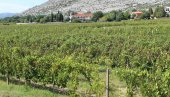 JASAN PROGRAM I 20 MILIONA PODRŠKE: Pokrajinski sekretarijat za privredu i turizam pomaže vinarima i vinogradarima