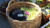 НЕ ЗНАЈУ ШТА ЋЕ СА ГРОЖЂЕМ: Виноградари Требиња задовољни родом, али због пандемије подбацила продаја вина