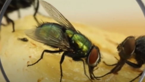 KAKO SE REŠITI DOSADNIH MUVA: Neobičan trik sa kesicom vode i novčićima - tvrde da efikasno rasteruje insekte