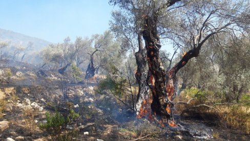 POŽAR KOD TROGIRA: Izgorela 4 hektara maslinjaka