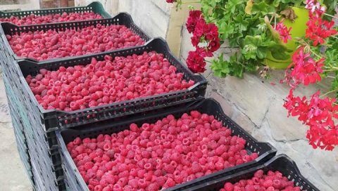 МАЛИНА, БОРОВНИЦА И ЈАГОДА ПУТУЈУ У ТУРСКУ: Министарство пољопривреде договара извоз бобичастог воћа