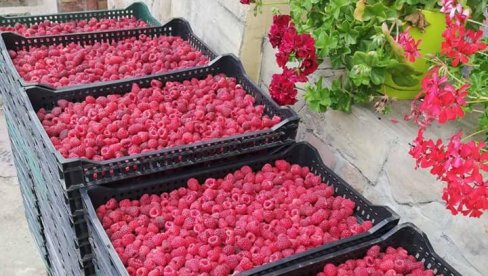 MALINARI TRLJAJU RUKE: Oko 20.000 tona srpske maline unapred prodato