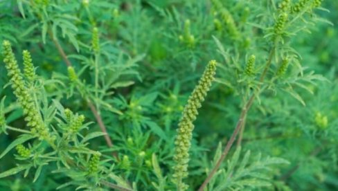 APEL GRADSKE UPRAVE SOMBORA: Uništiti ambroziju sa zemljišta