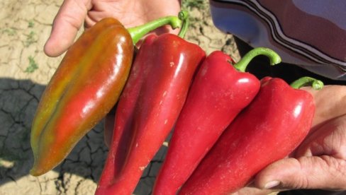 AJVAR SAMO NA KAŠIČICU: Zbog čega je cena čuvene leskovačke paprike skočila na pijacama
