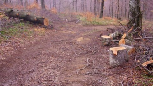 GRAĐANI ŠTITE STOLETNA STABLA: Na severu Crne Gore protesti zbog seče šume, traže obustavu eksploatacije
