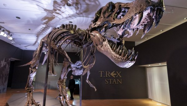 АУКЦИЈА: Један од највећих скелета Т-рекса иде на продају
