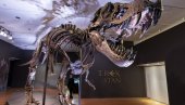 AUKCIJA: Jedan od najvećih skeleta T-reksa ide na prodaju