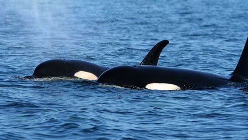 МОЋНИ ПРЕДАТОРИ У АКЦИЈИ: Китови убице лове највећу животињу на свету (ВИДЕО)