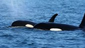 НА СЕВЕРУ ШПАНИЈЕ: Китови убице поново нападали једрилице