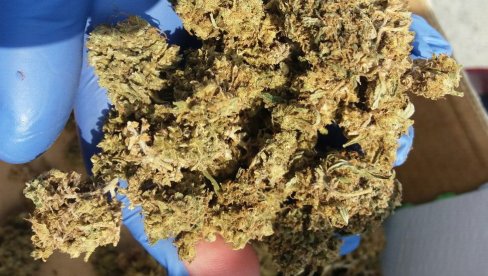 ZAPLENJENO PREKO 500 KILOGRAMA MARIHUANE: Makedonska policija uhapsila tri muškarca na granici sa Grčkom