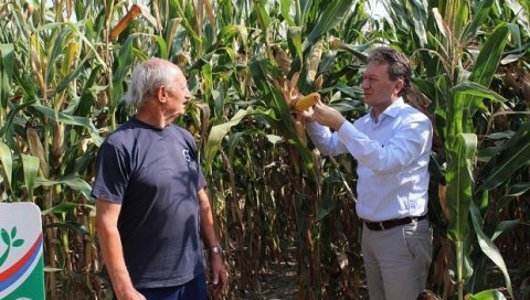 БЕРИЋЕТ „КАО ЗЛАТО“: Добар принос кукуруза у подмајевичком крају
