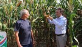 БЕРИЋЕТ „КАО ЗЛАТО“: Добар принос кукуруза у подмајевичком крају