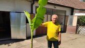 BOGOLJUB IZ ZRENJANINA POSADIO BANANE: Penzioner uzgaja tropsku biljku, objasnio šta je najvažnije da biljka uspe