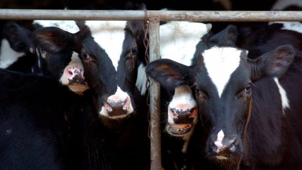 ГРЛА ИДУ У ОТКУП УМЕСТО У ИЗВОЗ: Помоћ сточарима да продају око 12.000 животиња