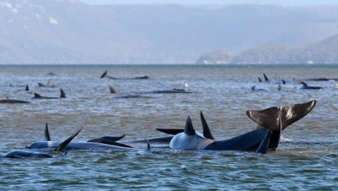 НА ОБАЛИ ТАНЗАНИЈЕ: Насукало се 270 китова,најмање 25 угинуло