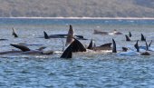 NEOBIČAN DOGAĐAJ U VODAMA VELIKE BRITANIJE: Spašeno mladunče kita iz Temze