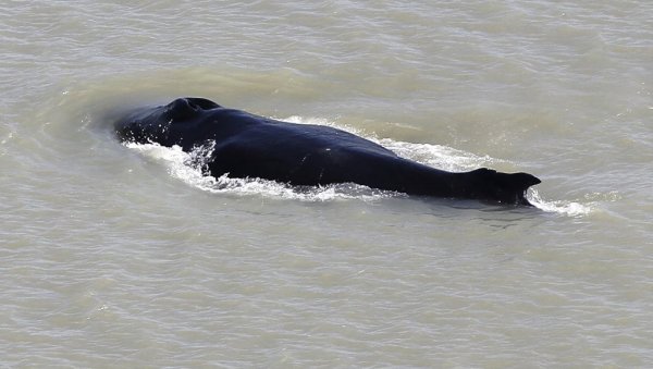 СПАСАВАЊЕ НА ПУЧИНИ: Црни кит са младунчетом у рибарској мрежи