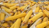 PRODUKTNA BERZA: Dobra cena kukuruza