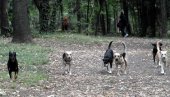 OTAC ISTRGAO ĆERKU IZ ČELJUSTI LUTALICA: Devojčicu (4) napali  psi pred kućom kod Arilja