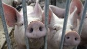 UVOZ SVINJETINE: Hrvatska najveći uvoznik svinjetine, Srbija podmiruje svoje potrebe