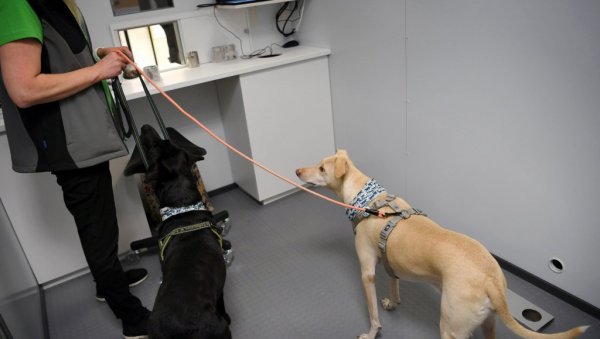 ПОЧЕЛА ОБУКА ШАЛАЈКИ: Руси тренирају псе који могу да нањуше корону