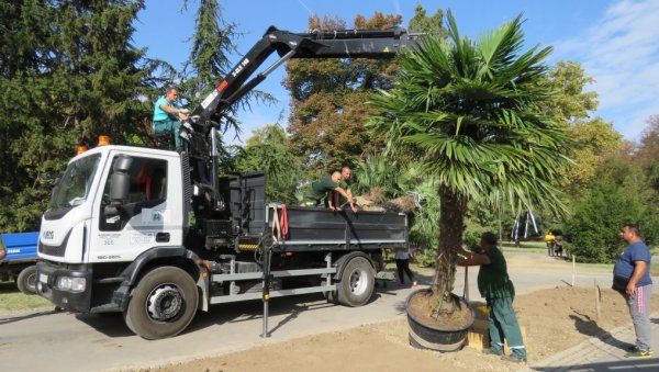 ПАЛМЕ ОД САД И У БЕОГРАДУ: Први пут у престоници засађено тропско дрвеће увезено из Шпаније