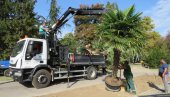 ПАЛМЕ ОД САД И У БЕОГРАДУ: Први пут у престоници засађено тропско дрвеће увезено из Шпаније