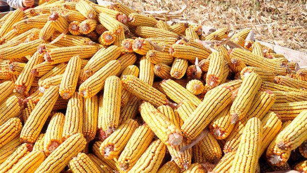 НАЈВЕЋИ РАСТ ОД 2012. ГОДИНЕ: Биће оборен рекорд цене кукуруза у Америци