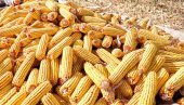 NAJVEĆI RAST OD 2012. GODINE: Biće oboren rekord cene kukuruza u Americi