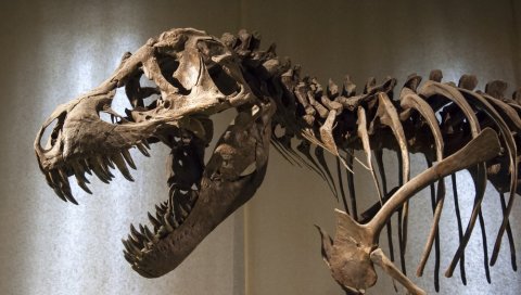 НЕВЕРОВАТНО ОТКРИЋЕ: На плажи у Велсу нађени отисци стопала диносауруса стари 200 милиона година (ФОТО)