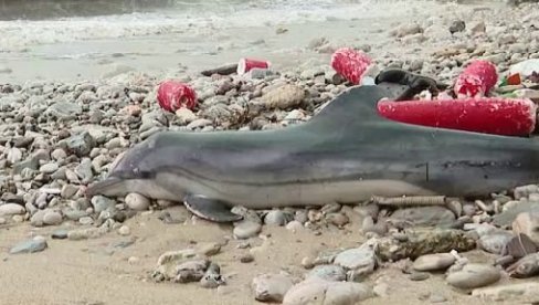 СТРУЧЊАЦИ У ЧУДУ, НИКО НЕ ЗНА ШТА СЕ ДЕШАВА: Делфини се све чешће налазе насукани на плажама широм света