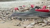 STRUČNJACI U ČUDU, NIKO NE ZNA ŠTA SE DEŠAVA: Delfini se sve češće nalaze nasukani na plažama širom sveta