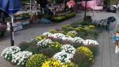 KOLIKO KOŠTA JESENJE CVEĆE: Ponuda na Cvetnom trgu u Šapcu