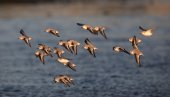 POČINJE MEĐUNARODNI POPIS: Društvo za zaštitu i proučavanje ptica Srbije popisuje ptice vodenih staništa